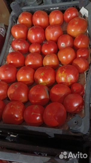 Домашние помидоры и огурцы