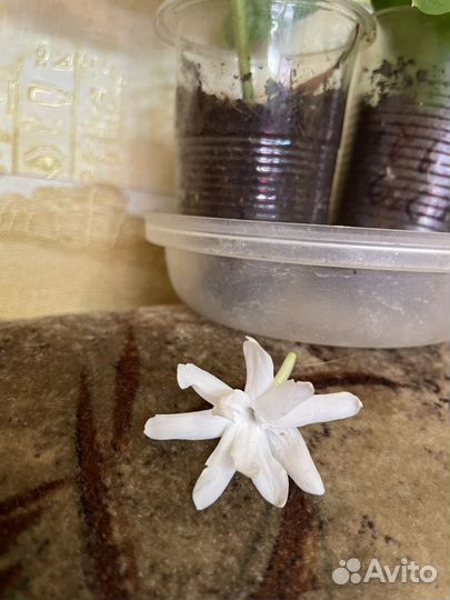 Редкие цветущие растения