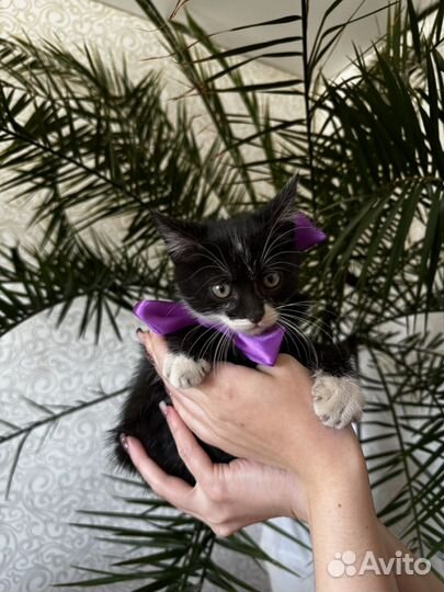 Котята в добрые руки даром