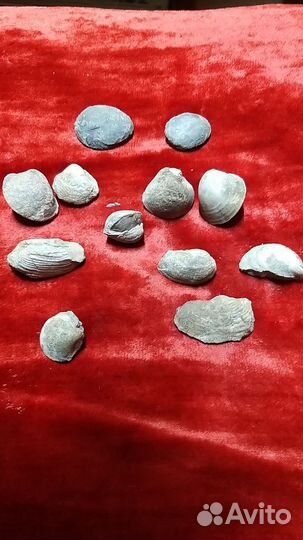 Древние окаменелости