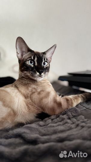 Бенгальский кот