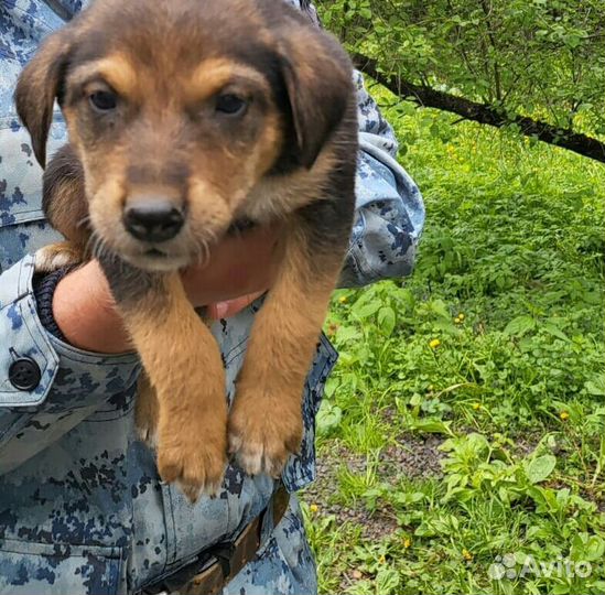 Собака в добрые руки