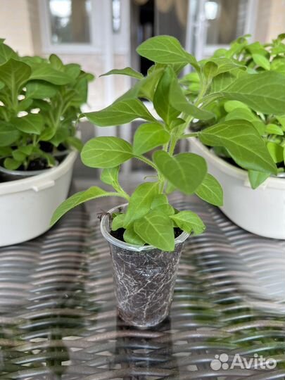 Черенки петунии серии Тайдал и бакопы