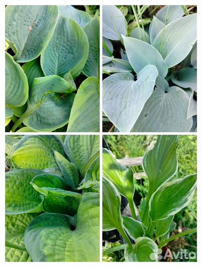 Многолетники