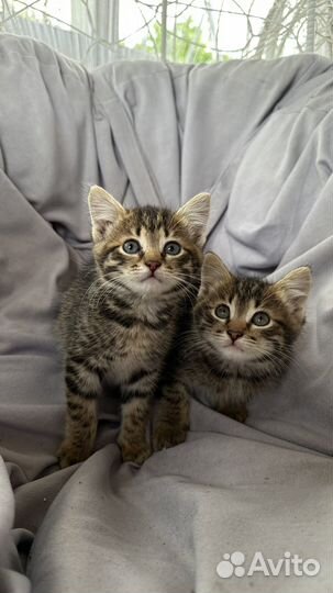 Котенок котята