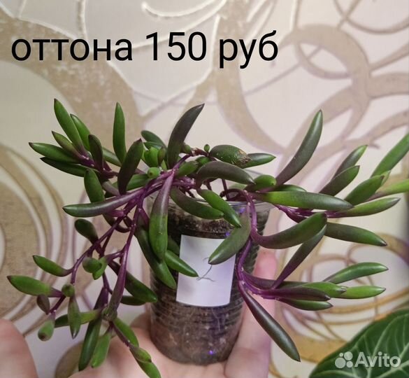 Переския, крестовник, спатифиллум