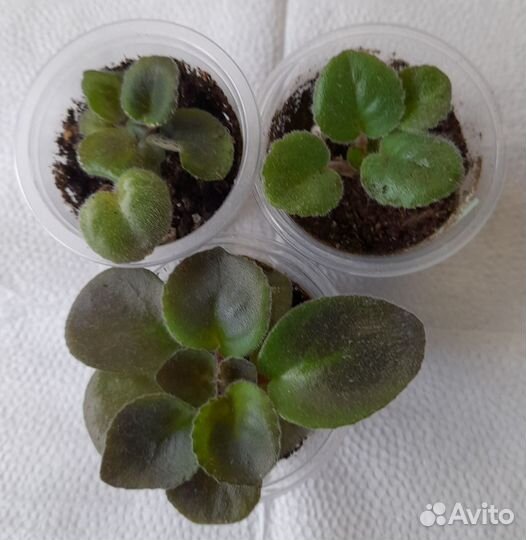 Сортовые фиалки (детки набором)