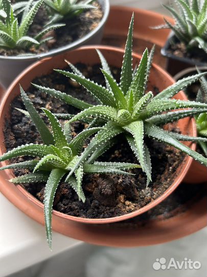 Хавортия полосатая