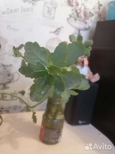 Каланхоэ Цветущий Отростки Обмен