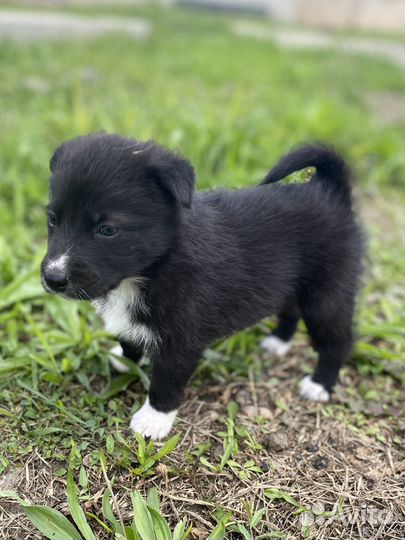 Малыши (щенки) ищут дом