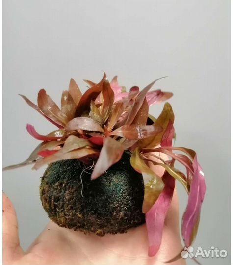 Растения для аквариума альтернатера на кочке