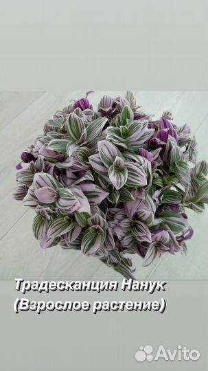 Традесканция