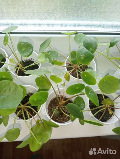 Пилея пеперомиевидная