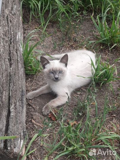 Котик ищет добрые руки