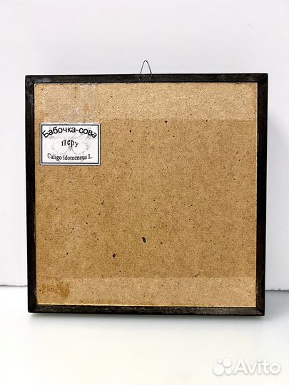 Бабочка Сова Caligo atreus в багетной рамке