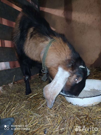 Нубийский козел