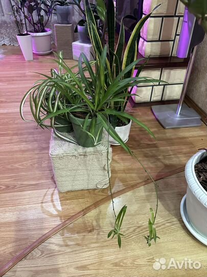 Хлорофитум