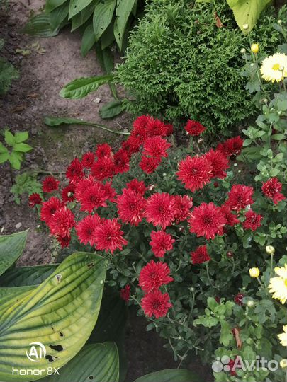 Хризантемы сортовые