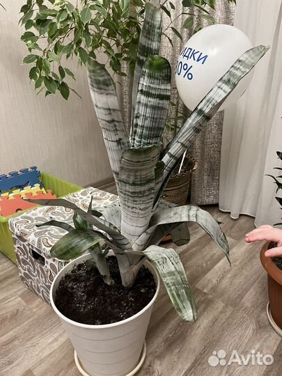 Цветок эхмея