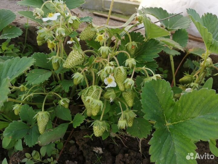 Клубника:Черный принц,сенсация