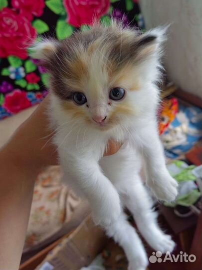 Котята в добрые руки бесплатно