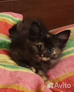 Пушистая кошь