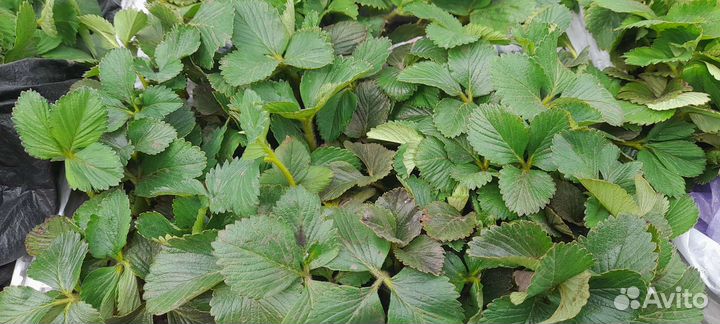 Рассада клубники