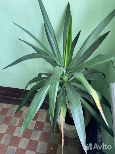 Юкка взрослая в горшке