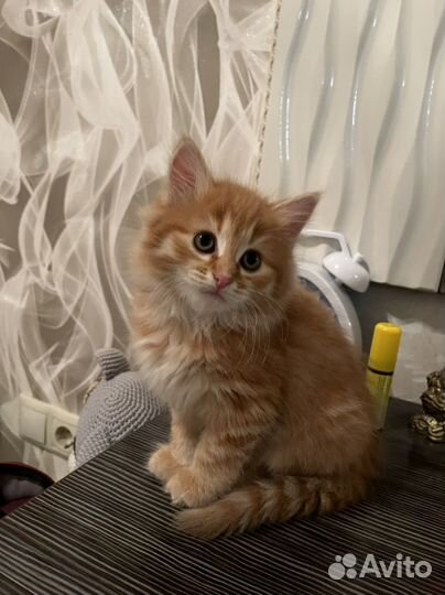 Котенок девочка в дар