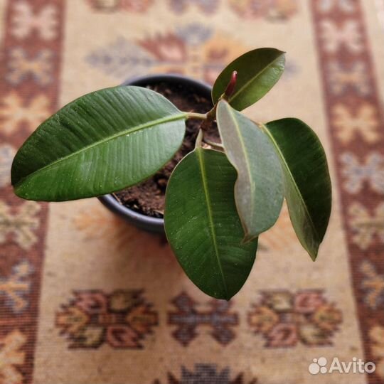 Фикус каучуконосный