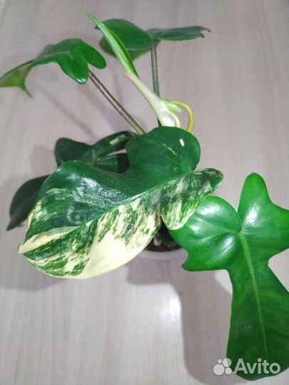 Филодендрон