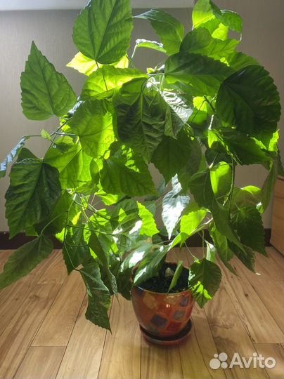 Гибискус китайская роза