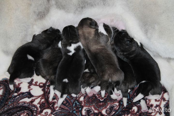 Кобель для вязок. Щенки американской акиты