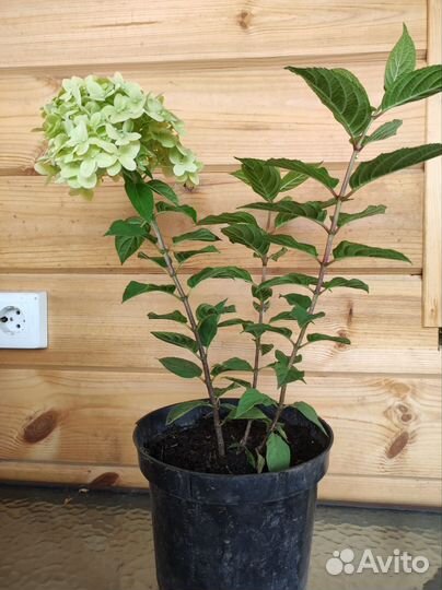 Гортензия саженцы
