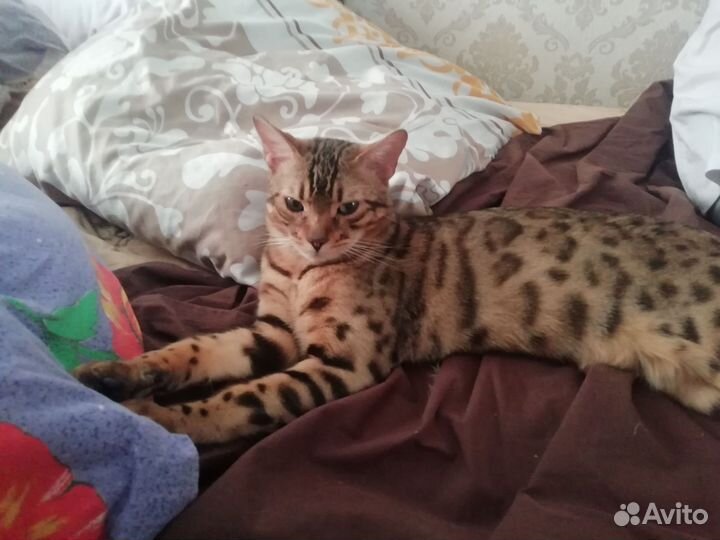Бенгальский кот вязка
