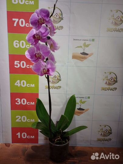 Орхидея фаленопсис