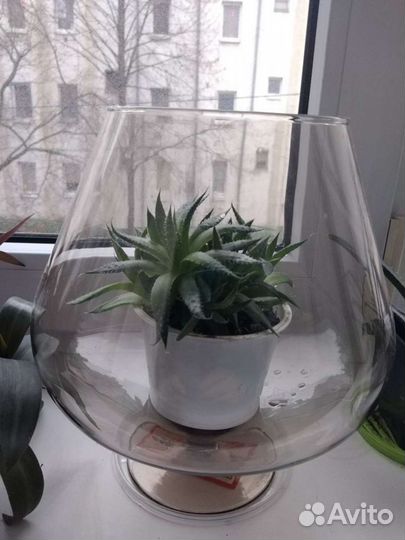 Алоэ Аристата (остистое)