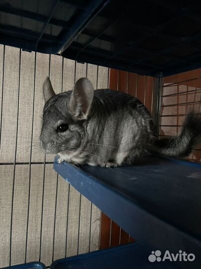 Шиншилла