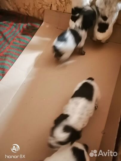 Собаки щенки