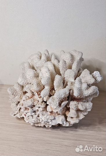 Коралл морской