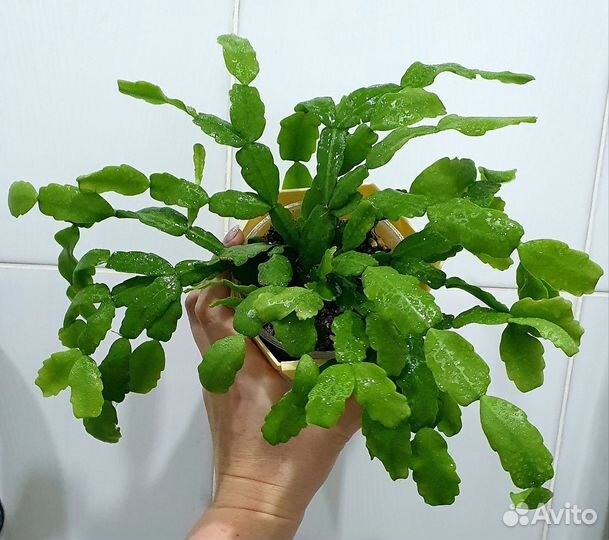 Гардения, олеандр, жасмин, сциндаптус, Филоденрон