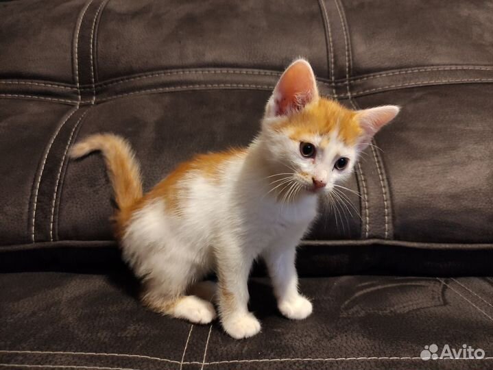 Котики бесплатно