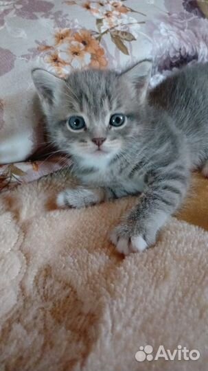 Кошка в дар бесплатно