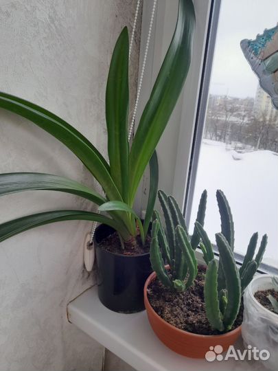 Комнатные цветы