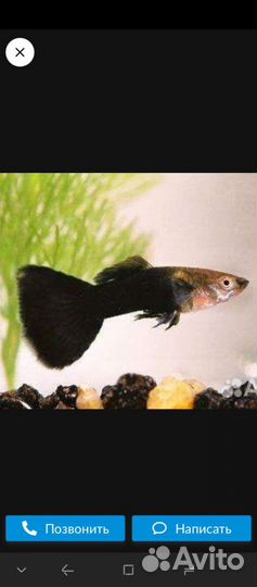 Гуппи чистая линия Красный блондин и Черный принц