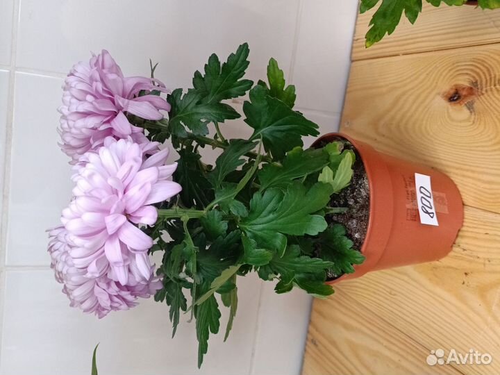 Комнатные растения цветы