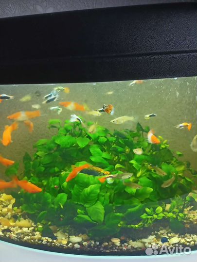 Аквариум с рыбками