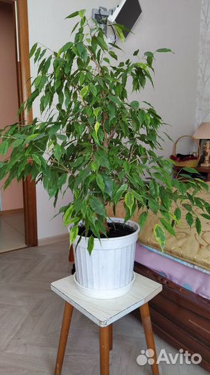 Фикус Бенджамина 90см