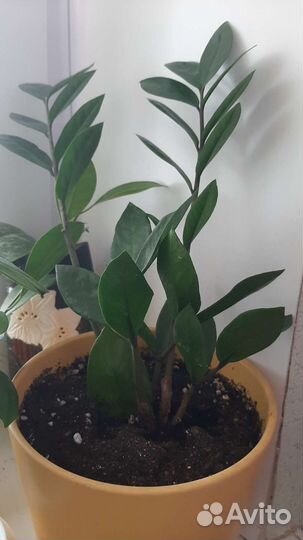 Замиокулькас