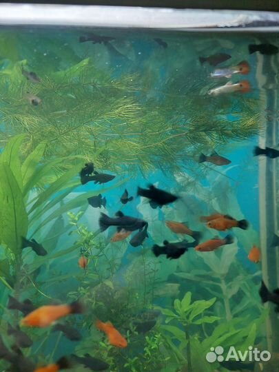 Аквариумные рыбки